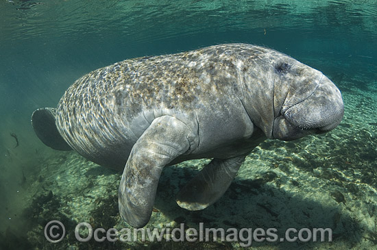 Florida Manatee (Trichechus manatus latirostris). Also known as Sea Cow. Crystal River Florida, USA. Classified Endangered Species on the IUCN Red list. Photo - Michael Patrick O'Neill Florida Manatee (Trichechus manatus latirostris). Also known as Sea Cow. Crystal River Florida, USA. Classified Endangered Species on the IUCN Red list. Photo - Michael Patrick O'Neill