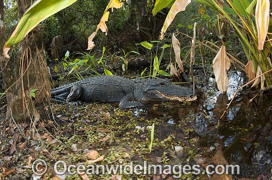 American Alligator Alligator mississippiensis photo