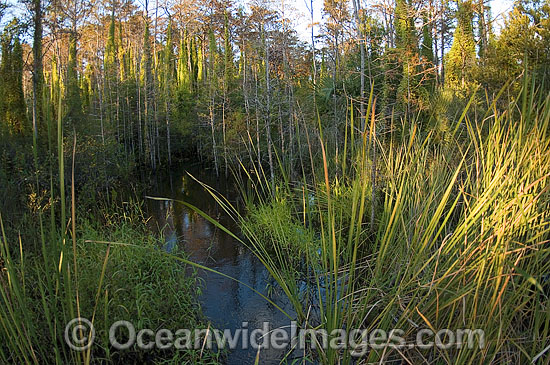 American Alligator Alligator mississippiensis photo American Alligator Alligator mississippiensis photo
