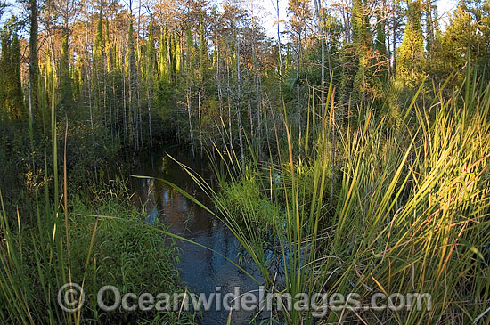 American Alligator Alligator mississippiensis photo