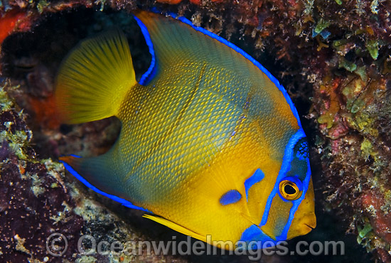 Queen Angelfish (Holacanthus ciliaris) - juvenile. Breakers Reef, Palm Beach, Florida, USA. Photo - Michael Patrick O'Neill Queen Angelfish (Holacanthus ciliaris) - juvenile. Breakers Reef, Palm Beach, Florida, USA. Photo - Michael Patrick O'Neill