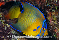 Queen Angelfish juvenile Photo - Michael Patrick O'Neill