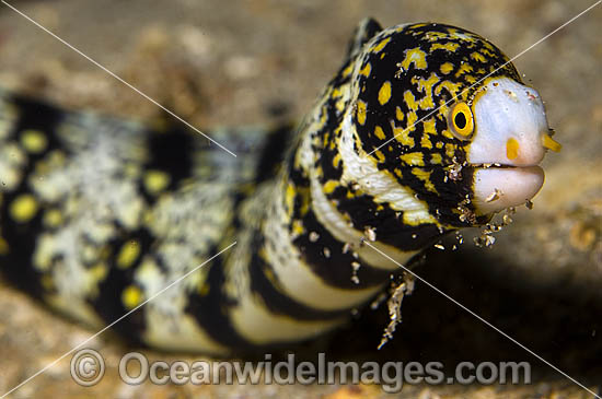 Starry Moray Eel Echidna nebulosa photo Starry Moray Eel Echidna nebulosa photo