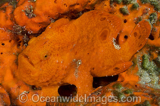 Longlure Frogfish (Antennarius multiocellatus). Palm Beach, Florida, USA. West Atlantic. Photo - Michael Patrick O'Neill Longlure Frogfish (Antennarius multiocellatus). Palm Beach, Florida, USA. West Atlantic. Photo - Michael Patrick O'Neill