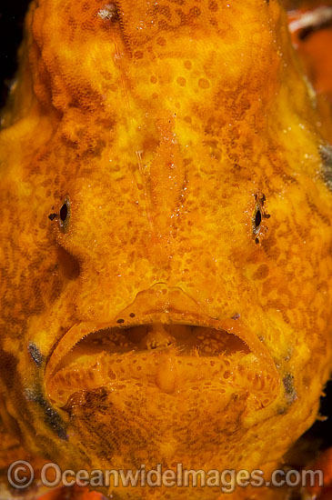 Longlure Frogfish Antennarius multiocellatus photo