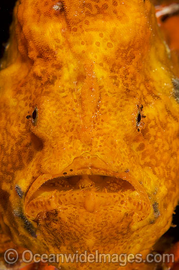 Longlure Frogfish (Antennarius multiocellatus). Palm Beach, Florida, USA. West Atlantic. Photo - Michael Patrick O'Neill Longlure Frogfish (Antennarius multiocellatus). Palm Beach, Florida, USA. West Atlantic. Photo - Michael Patrick O'Neill