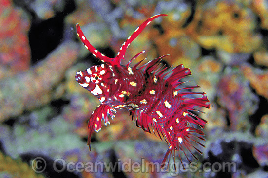 Reindeer Wrasse Novaculichthys taeniourus photo