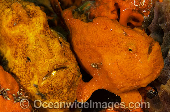 Longlure Frogfish (Antennarius multiocellatus) - pair. Palm Beach, Florida, USA. West Atlantic. Photo - Michael Patrick O'Neill Longlure Frogfish (Antennarius multiocellatus) - pair. Palm Beach, Florida, USA. West Atlantic. Photo - Michael Patrick O'Neill