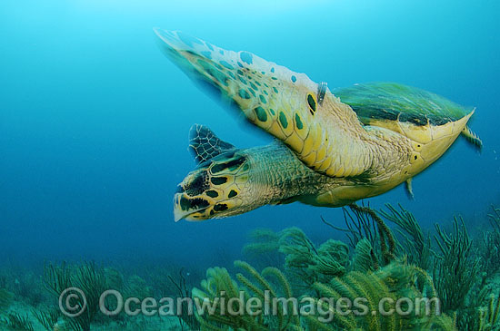 Hawksbill Sea Turtle (Eretmochelys imbricata). Palm Beach, Florida, USA. Found in tropical and warm temperate seas worldwide. Rare. Classified Critically Endangered species on the IUCN Red List. Photo - Michael Patrick O'Neill