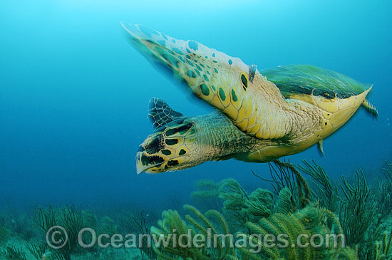 Hawksbill Sea Turtle (Eretmochelys imbricata). Palm Beach, Florida, USA. Found in tropical and warm temperate seas worldwide. Rare. Classified Critically Endangered species on the IUCN Red List. Photo - Michael Patrick O'Neill Hawksbill Sea Turtle (Eretmochelys imbricata). Palm Beach, Florida, USA. Found in tropical and warm temperate seas worldwide. Rare. Classified Critically Endangered species on the IUCN Red List. Photo - Michael Patrick O'Neill