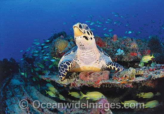 Hawksbill Sea Turtle (Eretmochelys imbricata). Palm Beach, Florida, USA. Found in tropical and warm temperate seas worldwide. Rare. Classified Critically Endangered species on the IUCN Red List. Photo - Michael Patrick O'Neill Hawksbill Sea Turtle (Eretmochelys imbricata). Palm Beach, Florida, USA. Found in tropical and warm temperate seas worldwide. Rare. Classified Critically Endangered species on the IUCN Red List. Photo - Michael Patrick O'Neill