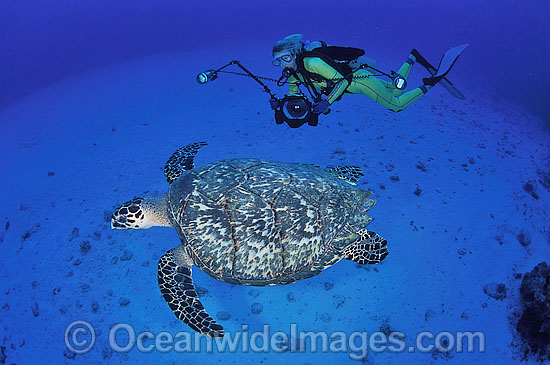 Scuba Diver observing Hawksbill Sea Turtle (Eretmochelys imbricata). Northern Bahamas. Found in tropical and warm temperate seas worldwide. Rare. Classified Critically Endangered species on the IUCN Red List. Photo - Michael Patrick O'Neill