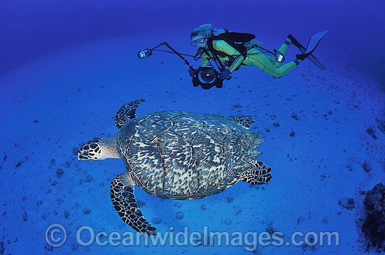 Scuba Diver observing Hawksbill Sea Turtle (Eretmochelys imbricata). Northern Bahamas. Found in tropical and warm temperate seas worldwide. Rare. Classified Critically Endangered species on the IUCN Red List. Photo - Michael Patrick O'Neill Scuba Diver observing Hawksbill Sea Turtle (Eretmochelys imbricata). Northern Bahamas. Found in tropical and warm temperate seas worldwide. Rare. Classified Critically Endangered species on the IUCN Red List. Photo - Michael Patrick O'Neill