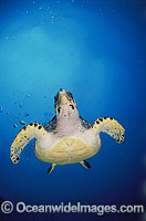 Hawksbill Sea Turtle Eretmochelys imbricata Photo - Michael Patrick O'Neill
