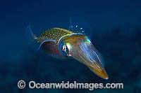 Caribbean Reef Squid Sepioteuthis sepioidea Photo - Michael Patrick O'Neill