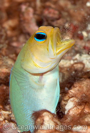 Yellowhead Jawfish (Opistognathus aurifrons). Also known as Yellowheaded Jawfish. Palm Beach, Florida, USA. Photo - MIchael Patrick O'Neill Yellowhead Jawfish (Opistognathus aurifrons). Also known as Yellowheaded Jawfish. Palm Beach, Florida, USA. Photo - MIchael Patrick O'Neill