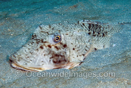 Sea Robin Prionotus sp. photo