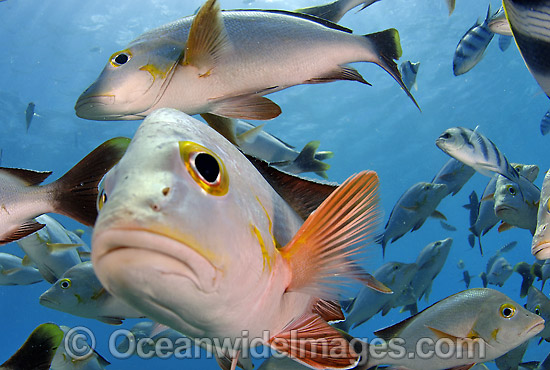 Schooling Paddletail Lutjanus gibbus photo Schooling Paddletail Lutjanus gibbus photo