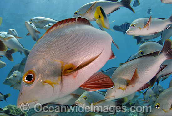 Schooling Paddletail Lutjanus gibbus photo