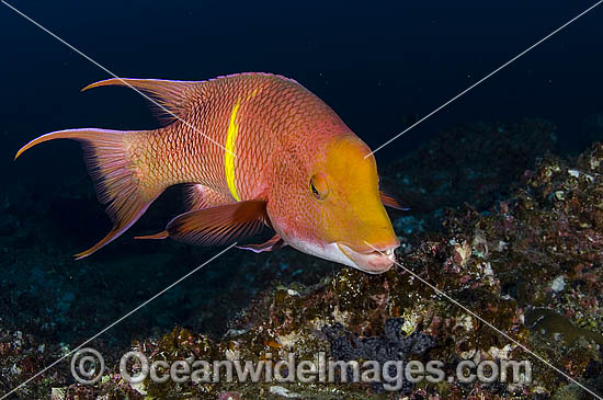 Male Mexican Hogfish (Bodianus diplotaenia) in Cocos Island , Pacific Ocean, Central America. This is a UNESCO World Heritage Site located 330 miles offshore Costa Rica in the Eastern Pacific. Photo - Michael Patrick O'Neill