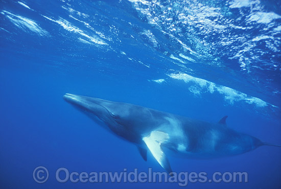 Minke Whale (Balaenoptera acutorostrata). Great Barrier Reef, Queensland, Australia. Also known as Dwarf Minke Whale and thought to form yet-to-be named sub-species of common Minke whale. Photo - Lin Sutherland