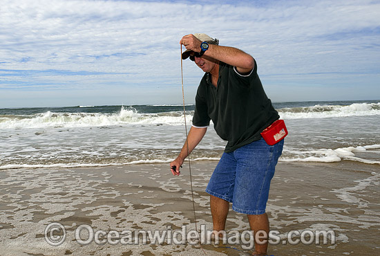 Fisherman catching Giant Beach Worm photo