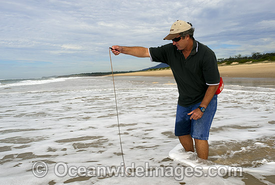 Giant Beach Worm Photos & Images