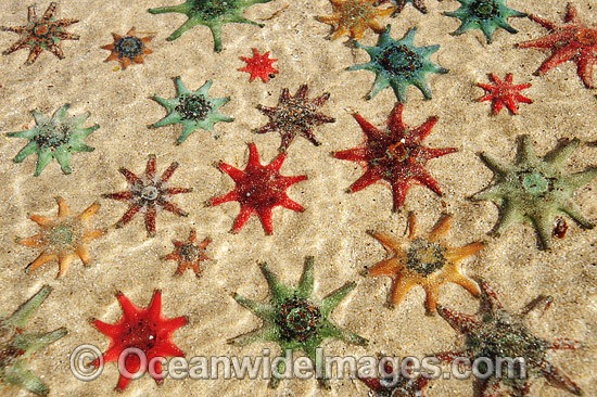 Spurred Sea Stars Patiriella calcar photo