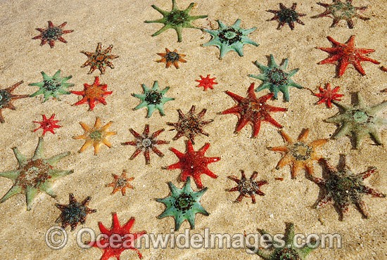 Spurred Sea Stars Patiriella calcar photo