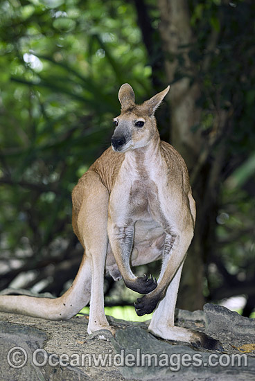 Antilopine Wallaroo (Macropus antilopinus). Found in the woodlands of Far Northern Australia Photo - Gary Bell Antilopine Wallaroo (Macropus antilopinus). Found in the woodlands of Far Northern Australia Photo - Gary Bell