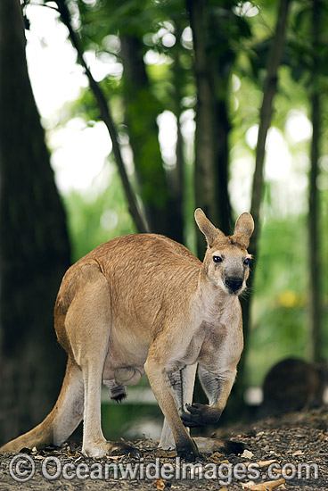 Antilopine Wallaroo Macropus antilopinus photo