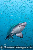 Grey Nurse Shark Photo - Andy Murch