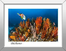 Bicheno Reef