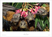 Flying Foxes Flying Foxes
