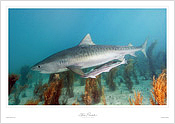 Tiger Shark Tiger Shark