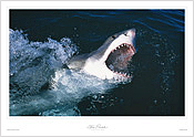 Great White Shark Jaws Great White Shark Jaws