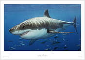 Great White Shark Underwater Great White Shark Underwater