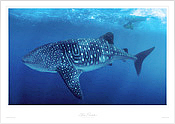 Whale Shark Whale Shark