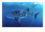 Whale Shark