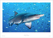 Grey Nurse Shark