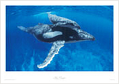 Humpback Whale & Calf Humpback Whale & Calf