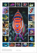 Tropical Fish Montage