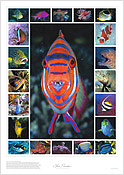 Tropical Fish Montage Tropical Fish Montage