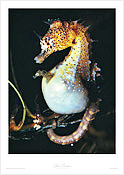 Seahorse giving birth Seahorse giving birth