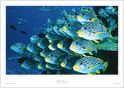 Sweetlips Sweetlips