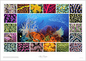 Coral Montage Coral Montage