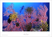 Great Barrier Reef