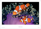 Clown Anemonefish Clown Anemonefish