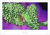 Pink Anemonefish Pink Anemonefish