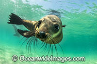 Australian Fur Seal Photos